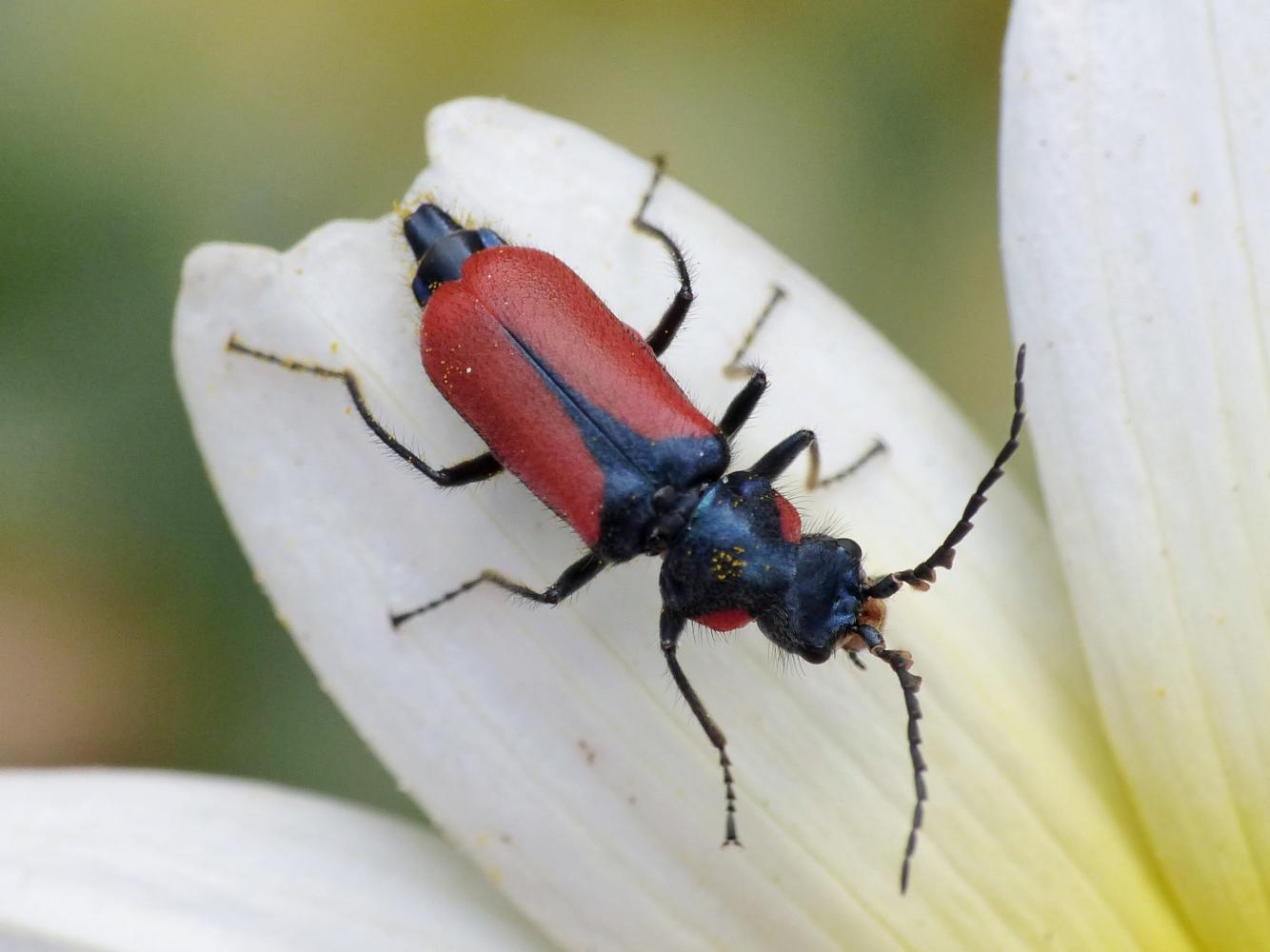 Malachius rubidus? no, M. stolatus - Santorini (Grecia)